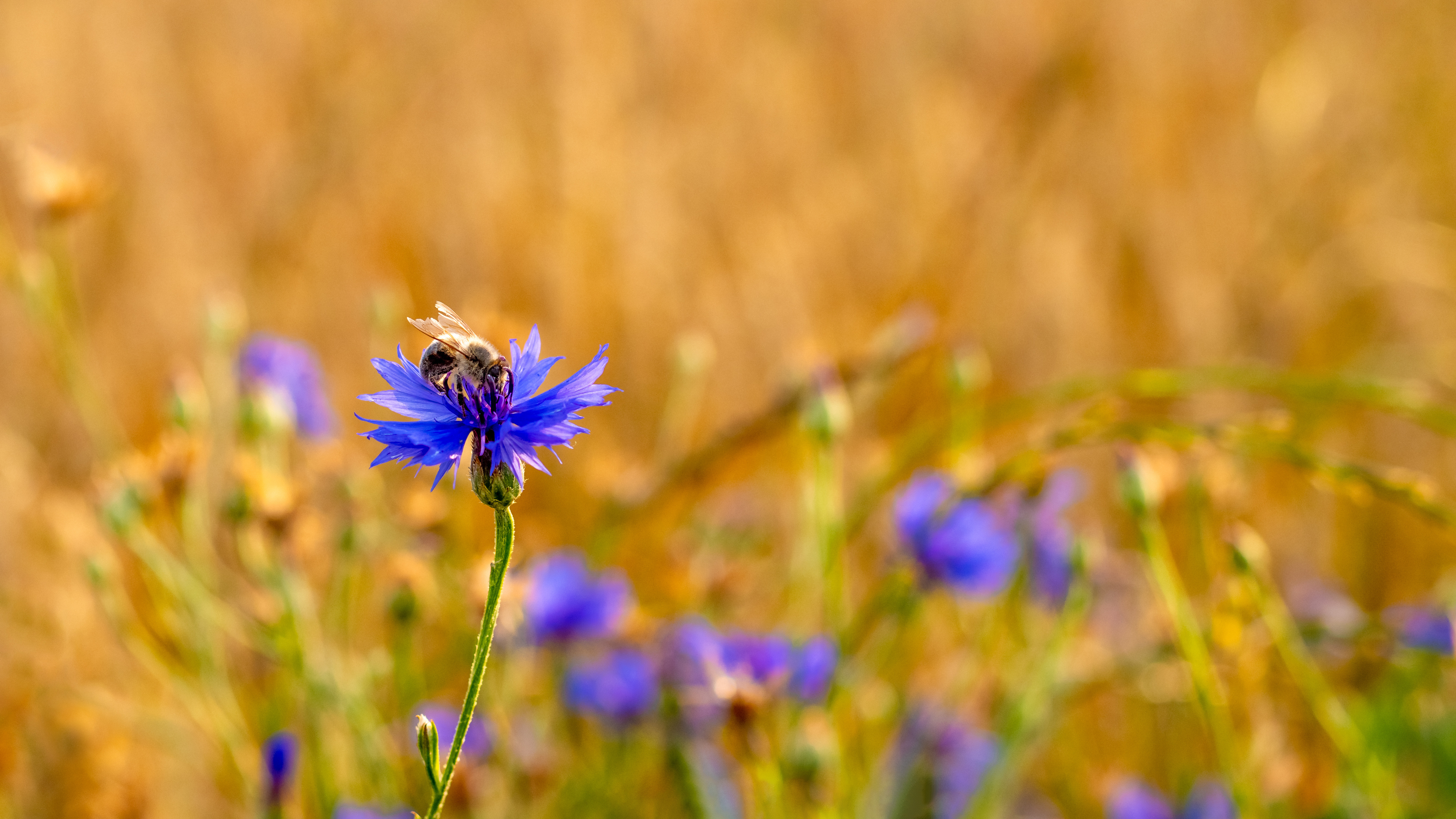 adobestock_419238349_-bee-on-a-cornflower.jpeg