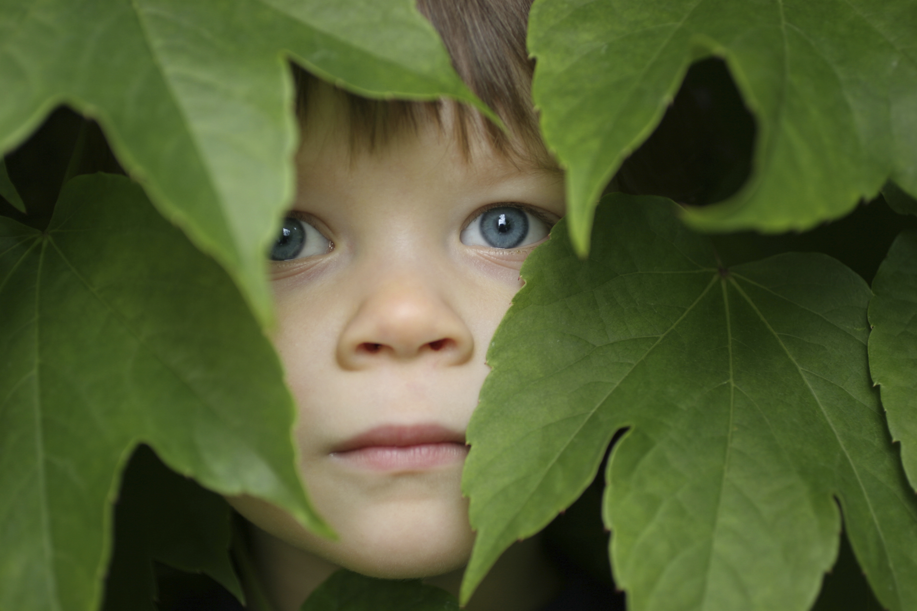 boy-looking-through-leaves.jpg