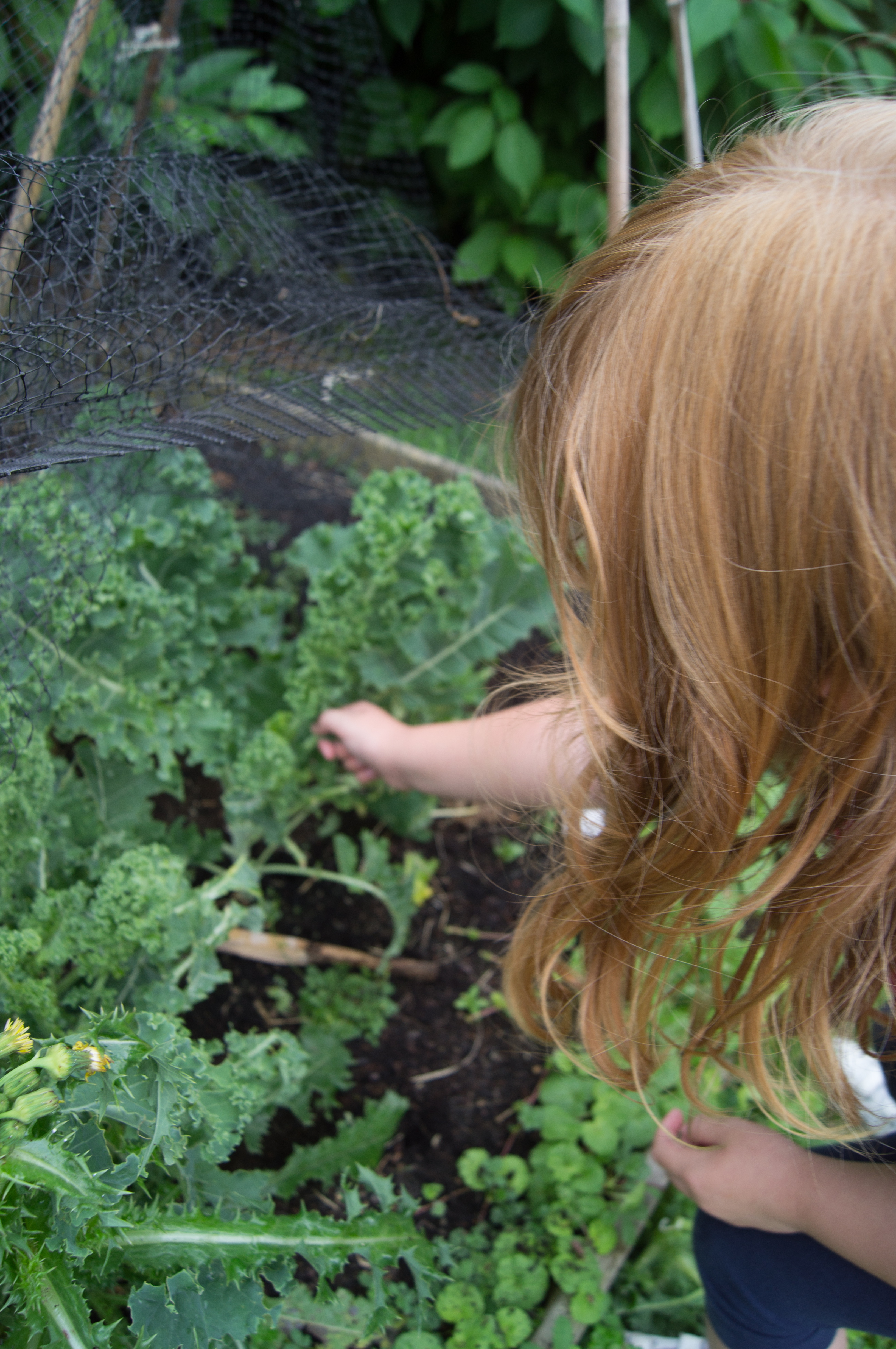 uc-gardening-2-kale.jpg