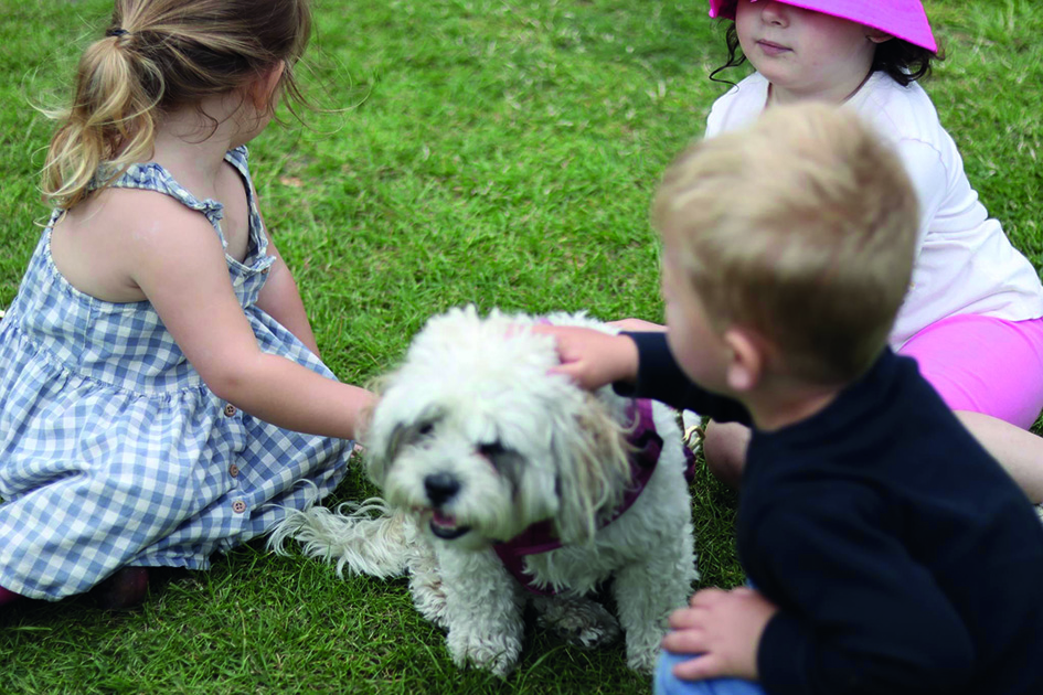 Therapy Dog