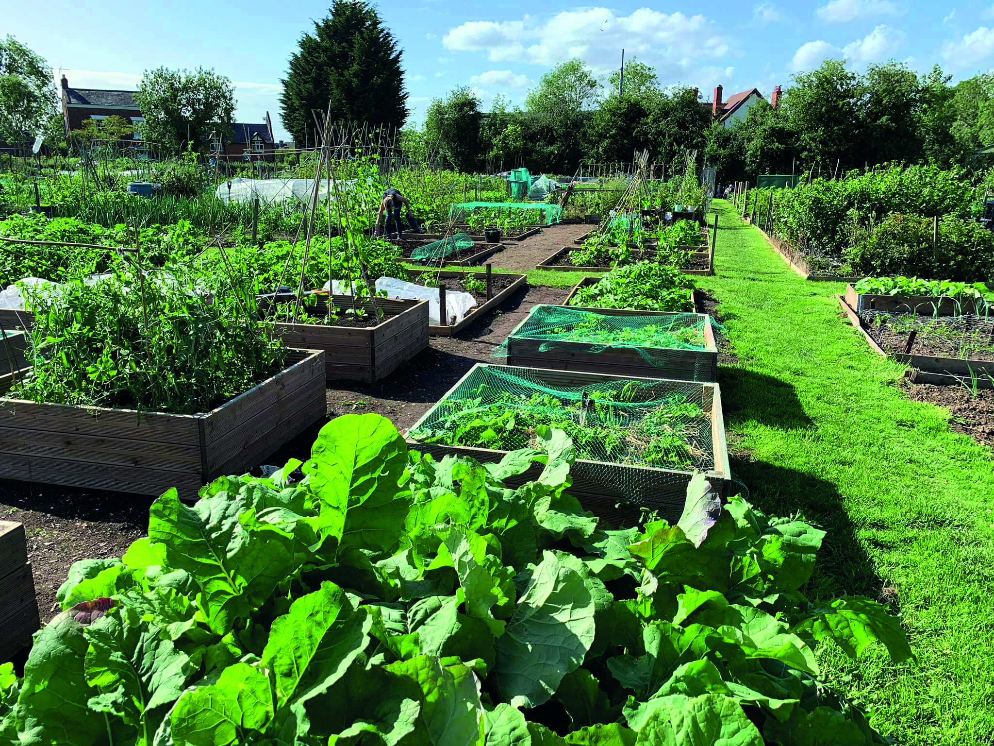 allotment-1.jpg