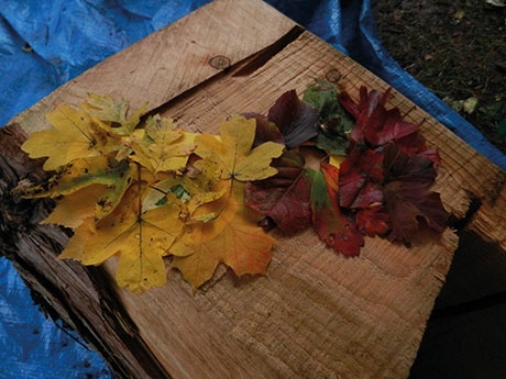 a-leaf-colours.jpg