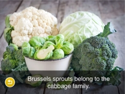 brussels-sprouts-pic.jpeg