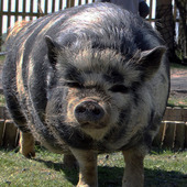 pig