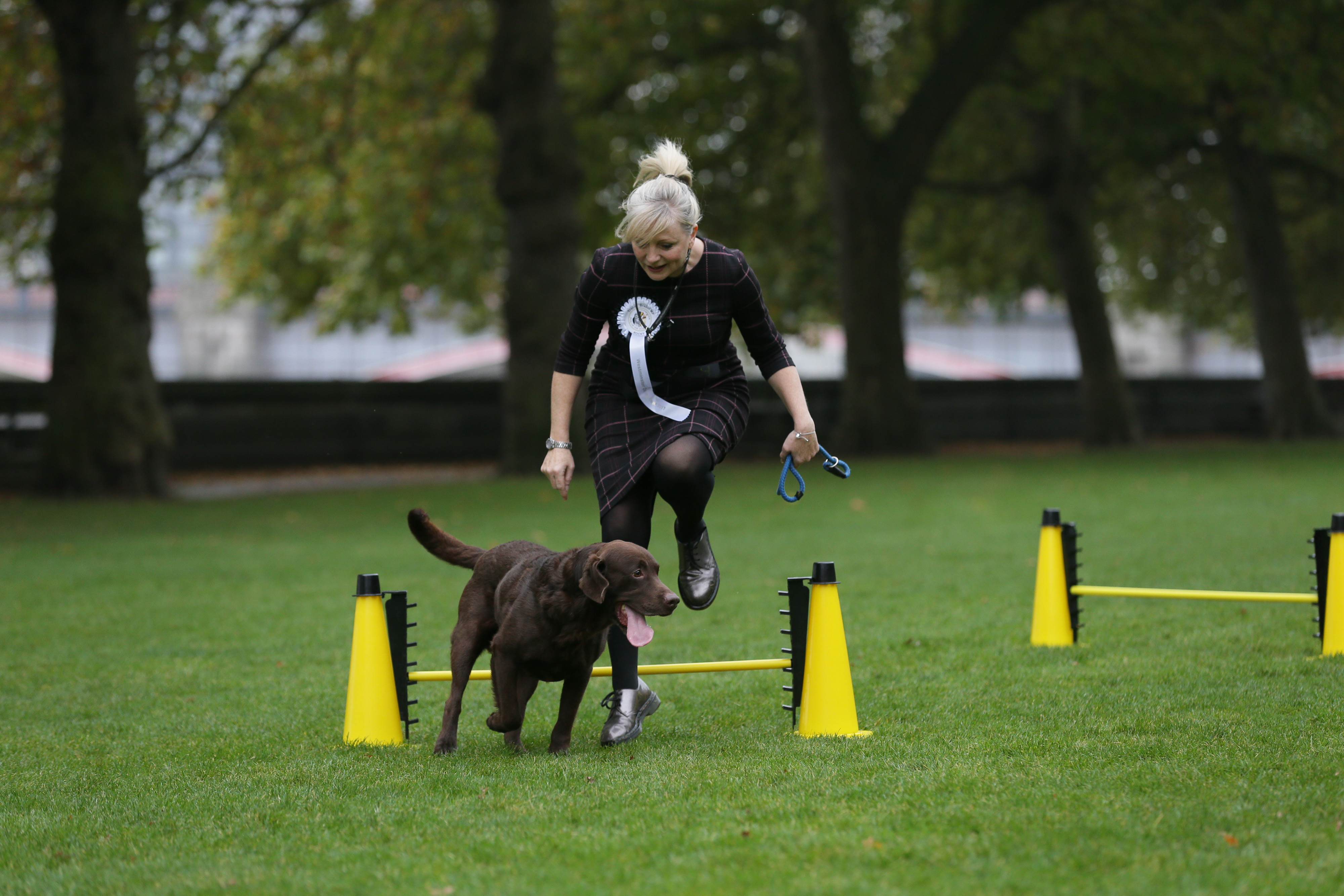 westminsterdogsovers-401.jpeg