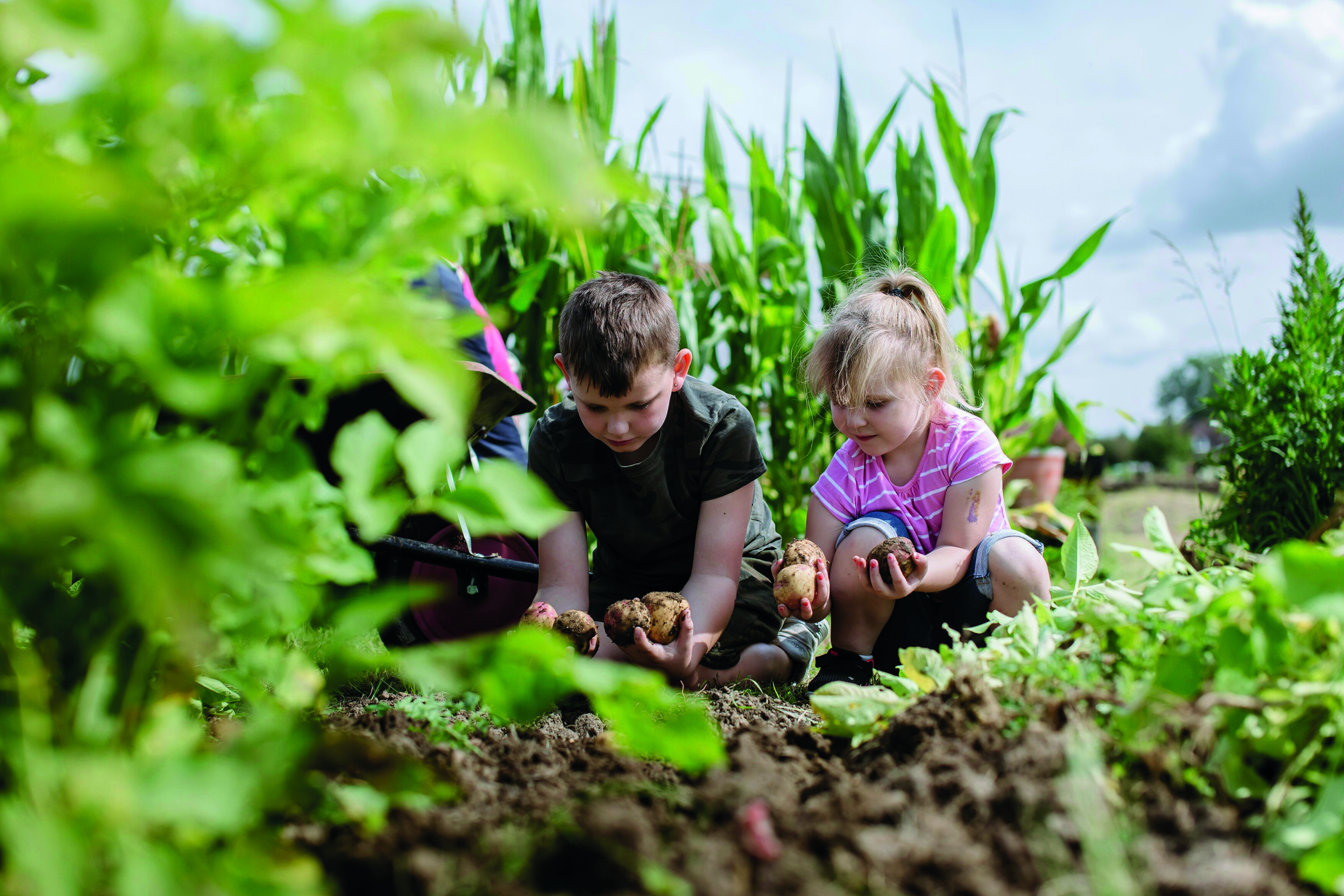 rhs_redhill_allotments_068.jpg