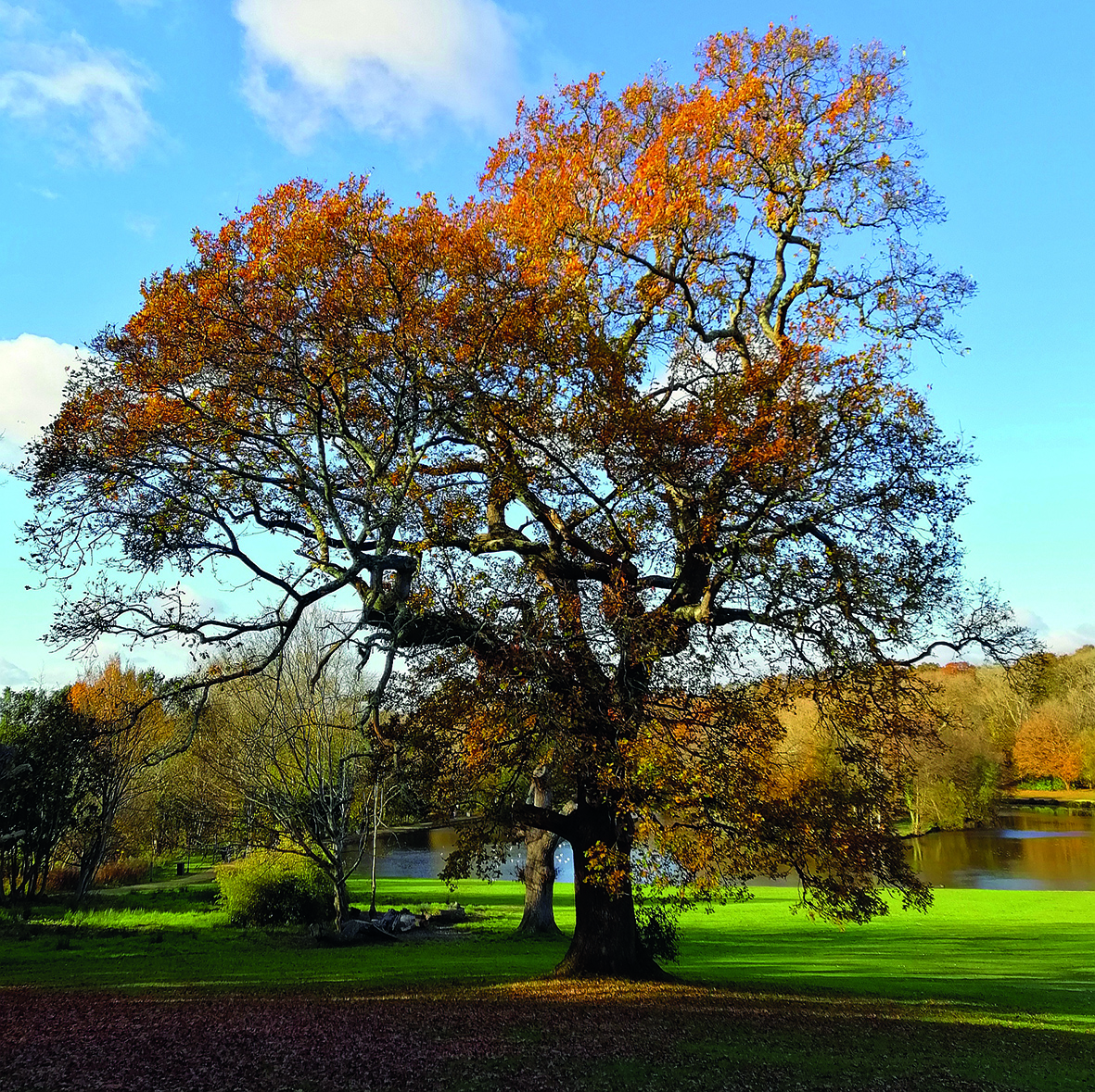 the-special-tree-in-autumn.jpg