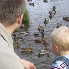 ducks