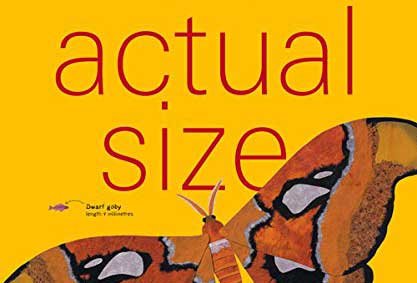 b-actual-size.jpg