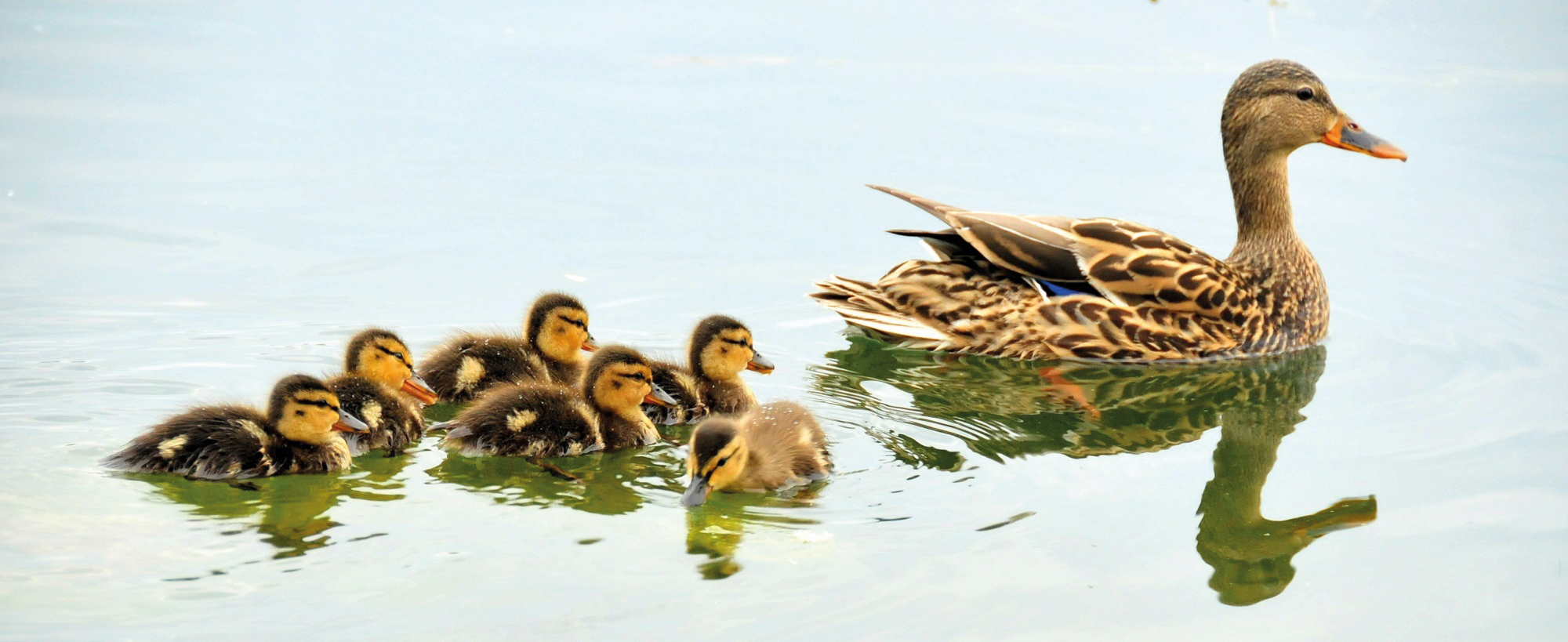 mallard-ducks-934518-1.jpg