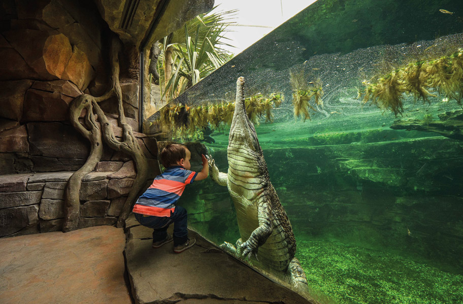 zoo-1-face-to-face-with-frankie-the-sunda-gharial-crocodile-8.jpg