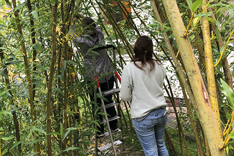 trimming-willow-sculpture.jpg